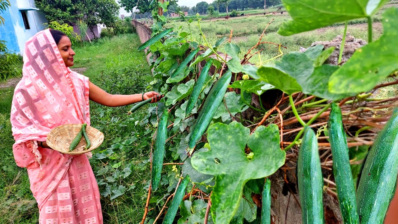 ⛈️बरसाती नेनुआ की ऐसी 😋स्वादिस्ट रेसिपी जो दाल और सब्जी दोनों का काम करे Anishka Village Cooking