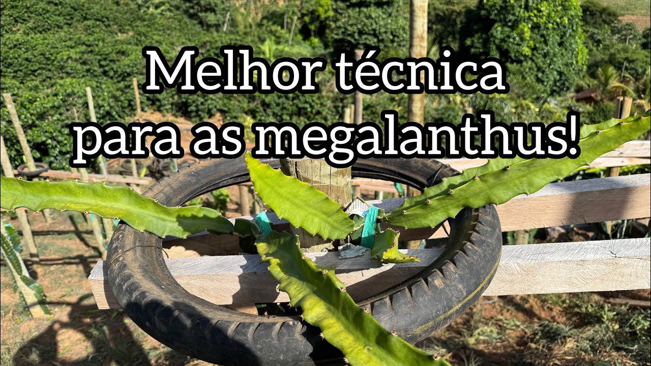 Troca de copa a melhor técnica para o desenvolvimento das variedades de pitayas megalanthus!