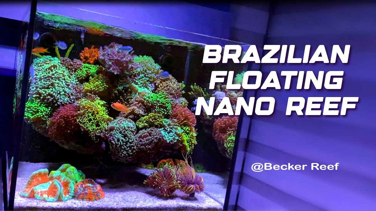 Brazilian Floating Nano Reef Tank