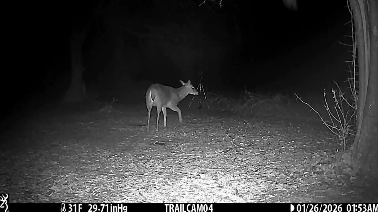 Cam04 2026/01/25 1080p