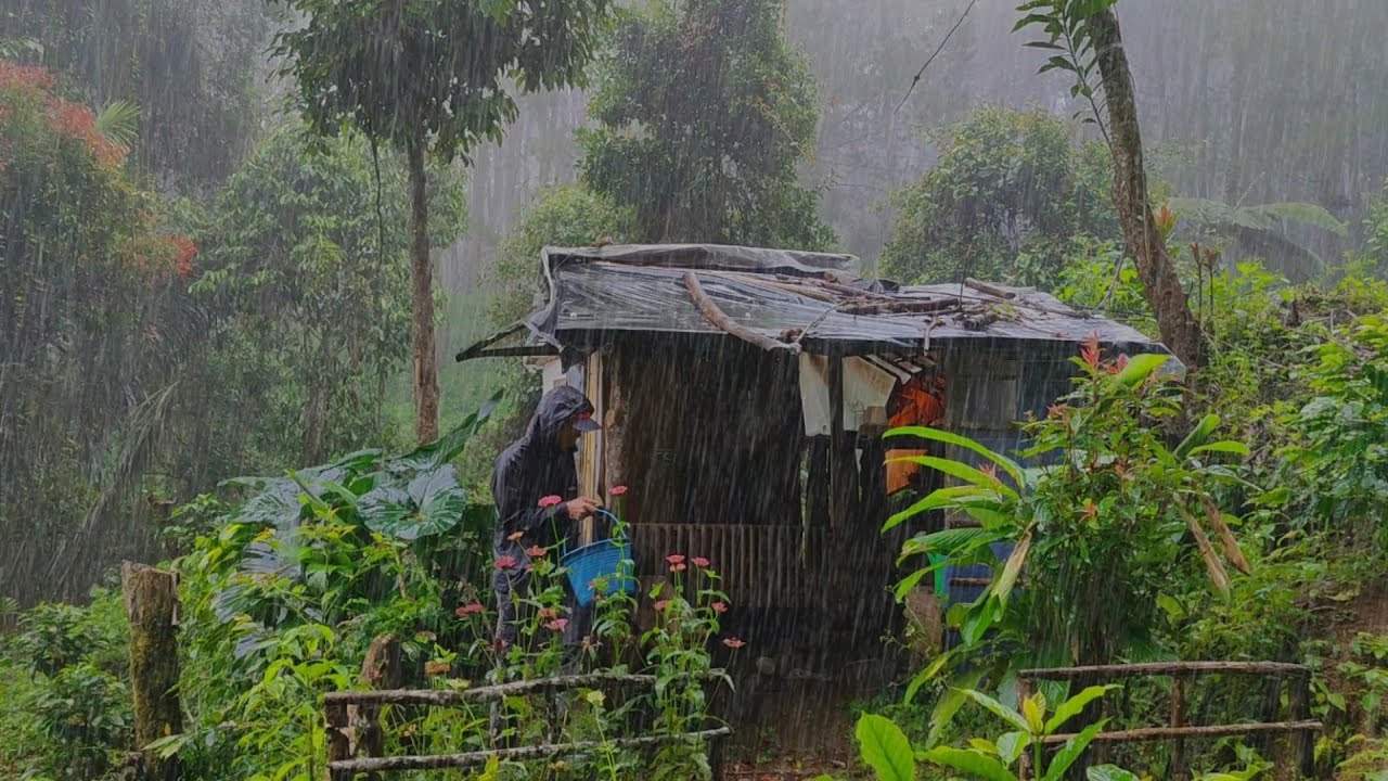 Kembali Di Guyur Hujan Deras - Hidup Di Pondok Hutan - Mencari Sayur Saat Hujan Untuk dimasak