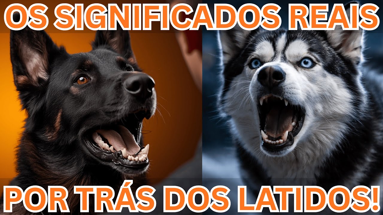 Os Significados Por Trás Dos Latidos Do Seu Cachorro! #pets #cachorro #dog #comportamentocanino