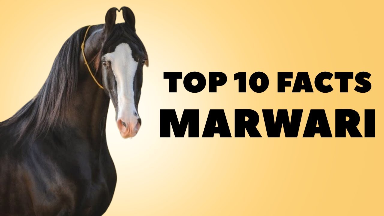 Top 10 Facts about Marwari Horse