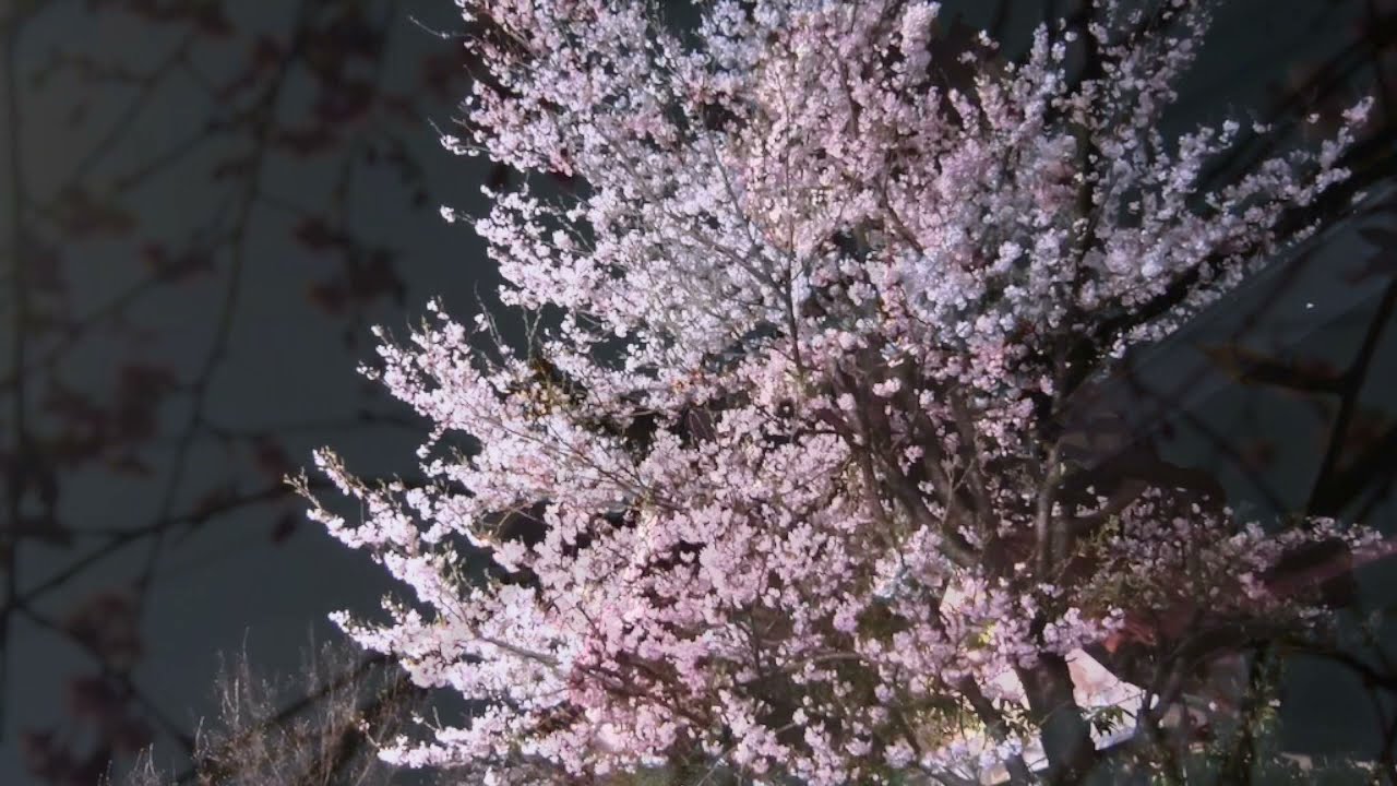 Maria De Buenos Aires - Yo Soy Maria (Astor Piazzolla) flute : Kirio Matsuda