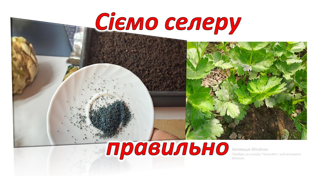 Починаємо посів селери. 5 простих способів стимулювання насіння.