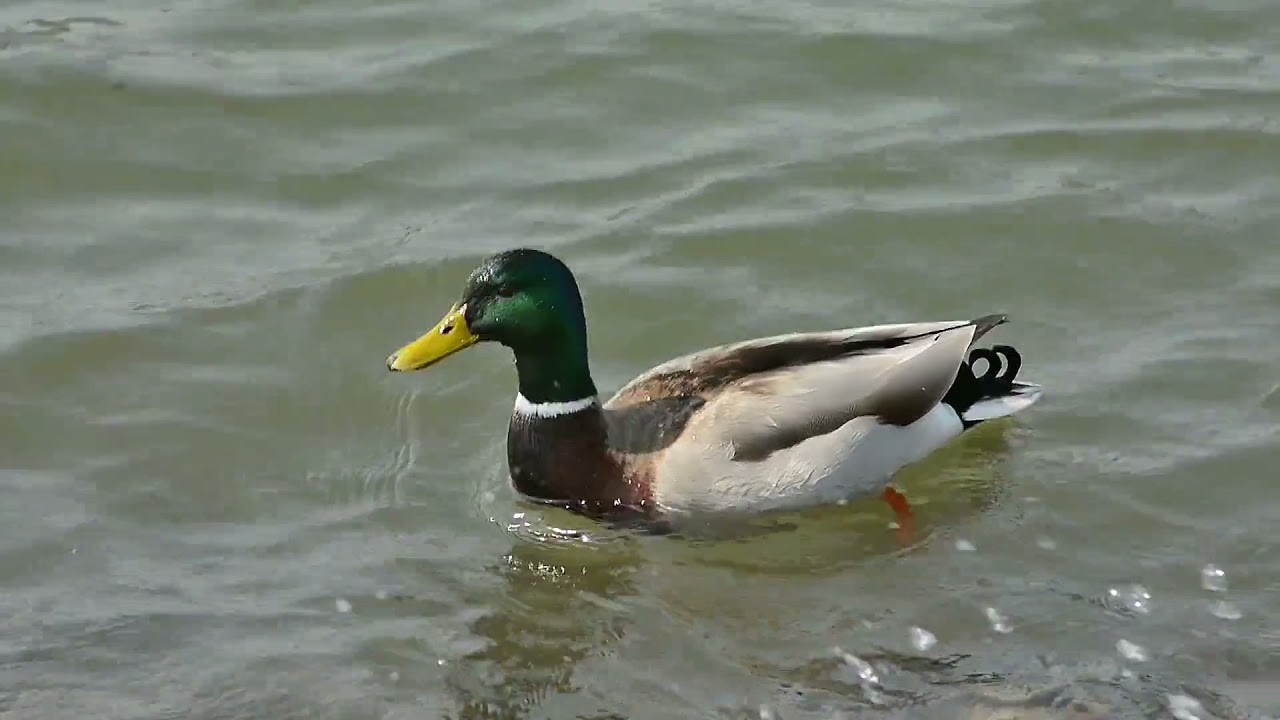 duck and Goose video | Animals video | #HungryAnimals..