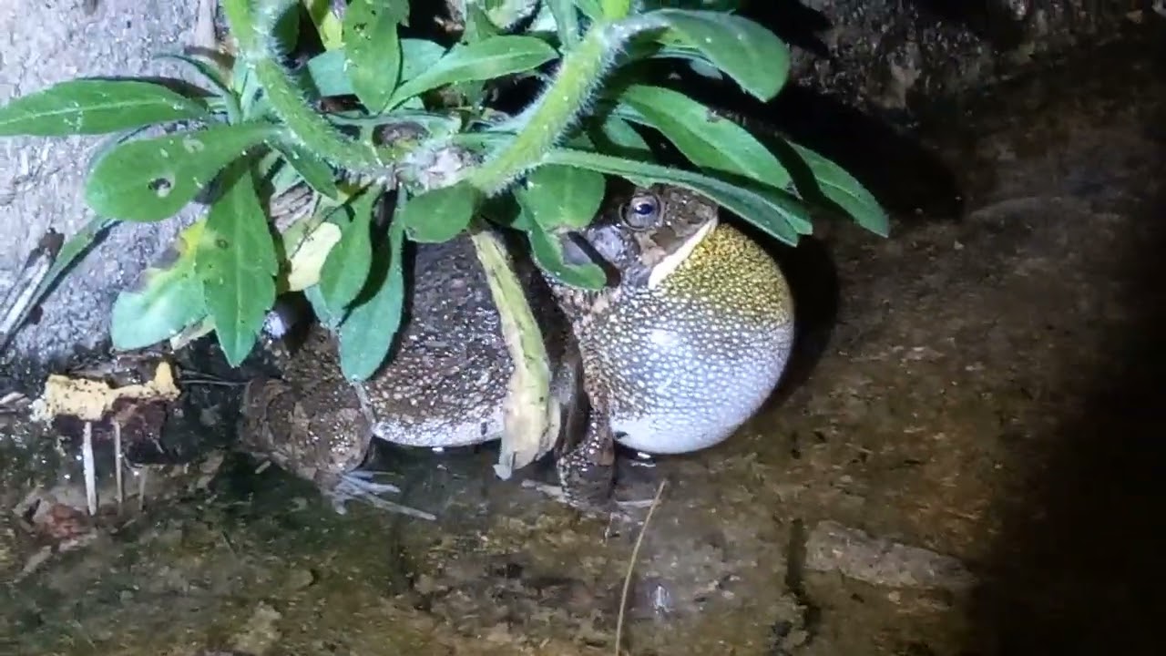 Sclerophrys gutturalis call 2