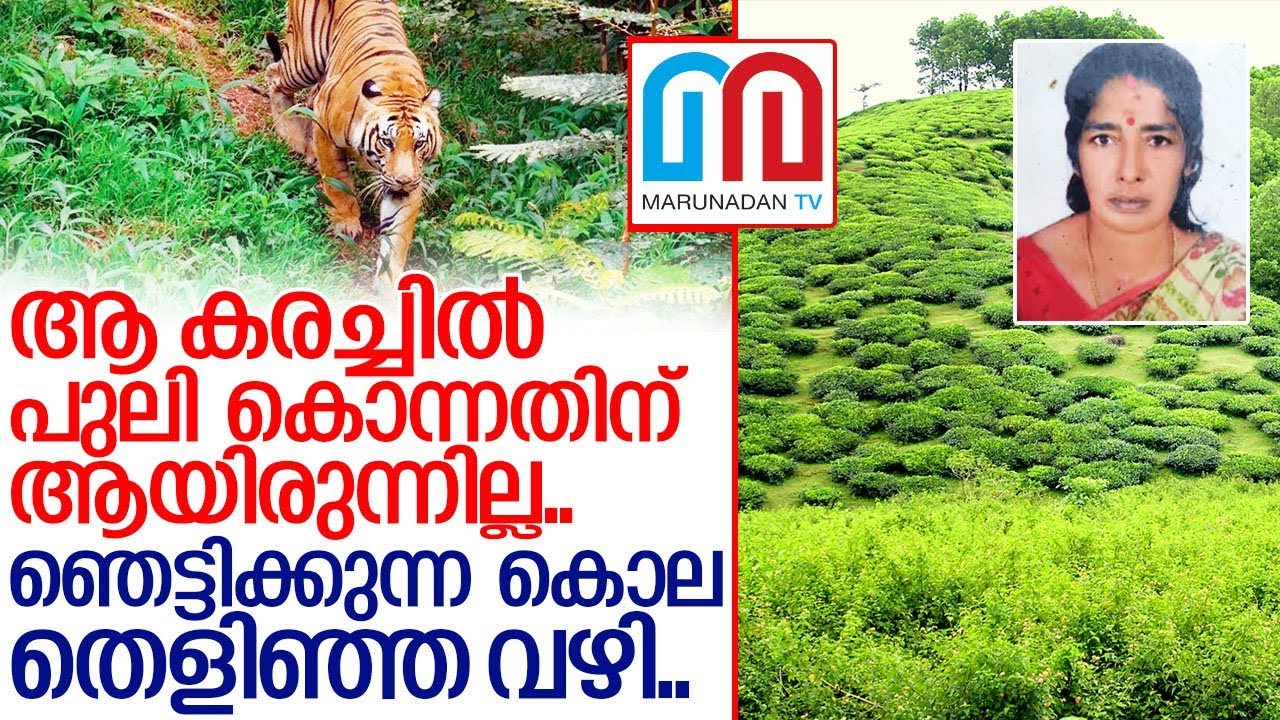 വന്‍ മരത്തില്‍ കിളികളെ പിടിക്കുന്നവന്റെ ക്രൂരതകള്‍.. I Vandiperiyar news