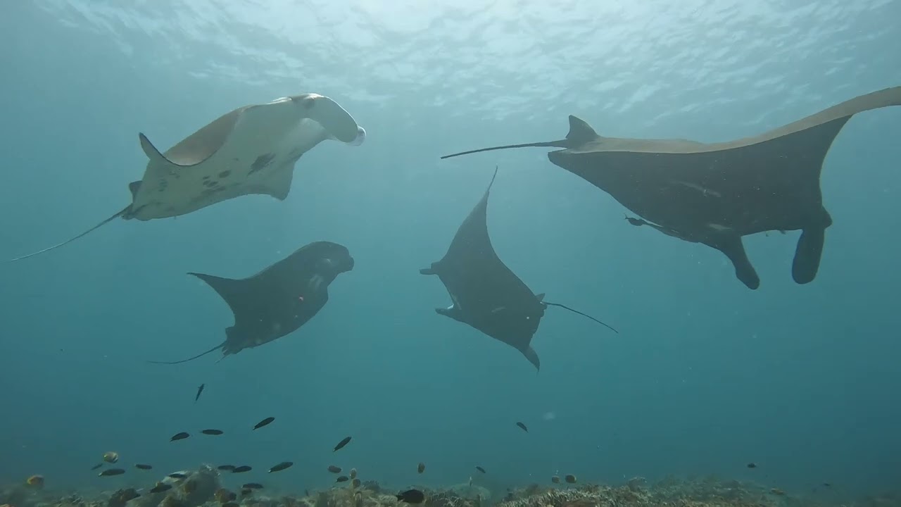 Když Manty tančí - Raja Ampat