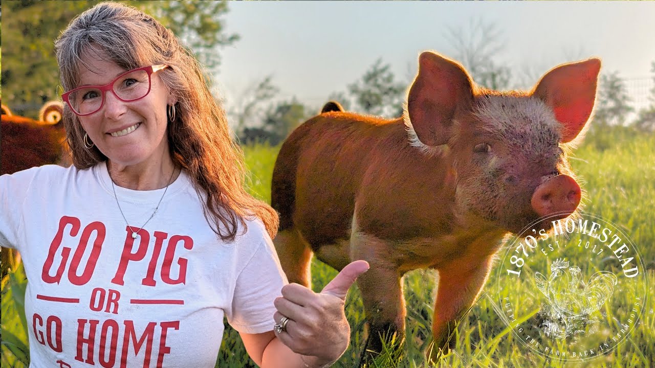 Raising Feeder Pigs | Freezer's Almost Empty