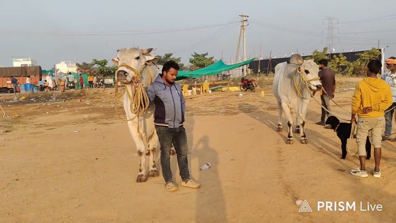 యర్రగొండపాలెం గ్రామం||సీనియర్స్ విభాగం వచ్చిన జత RK BULLS నరసింహ & లయన్ 14-1-2026💥
