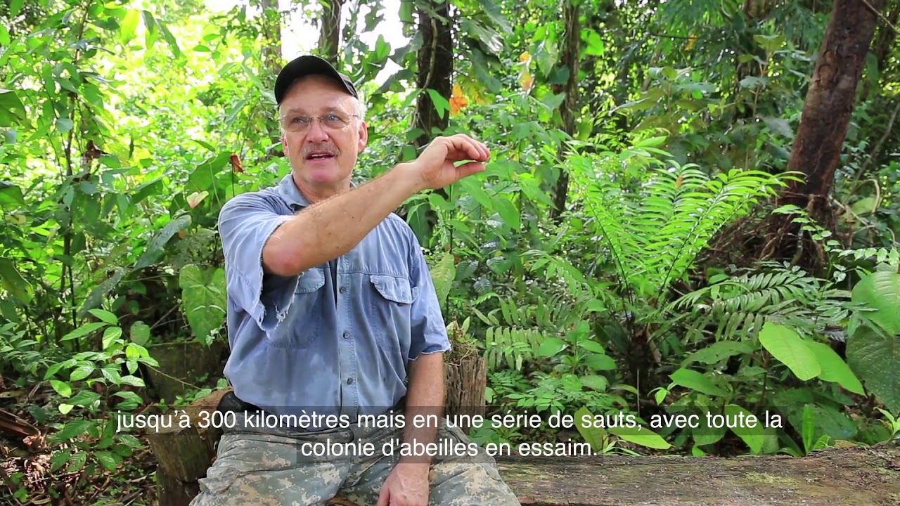 ABEILLES TUEUSES, INTERVIEW DE DAVID ROUBIK
