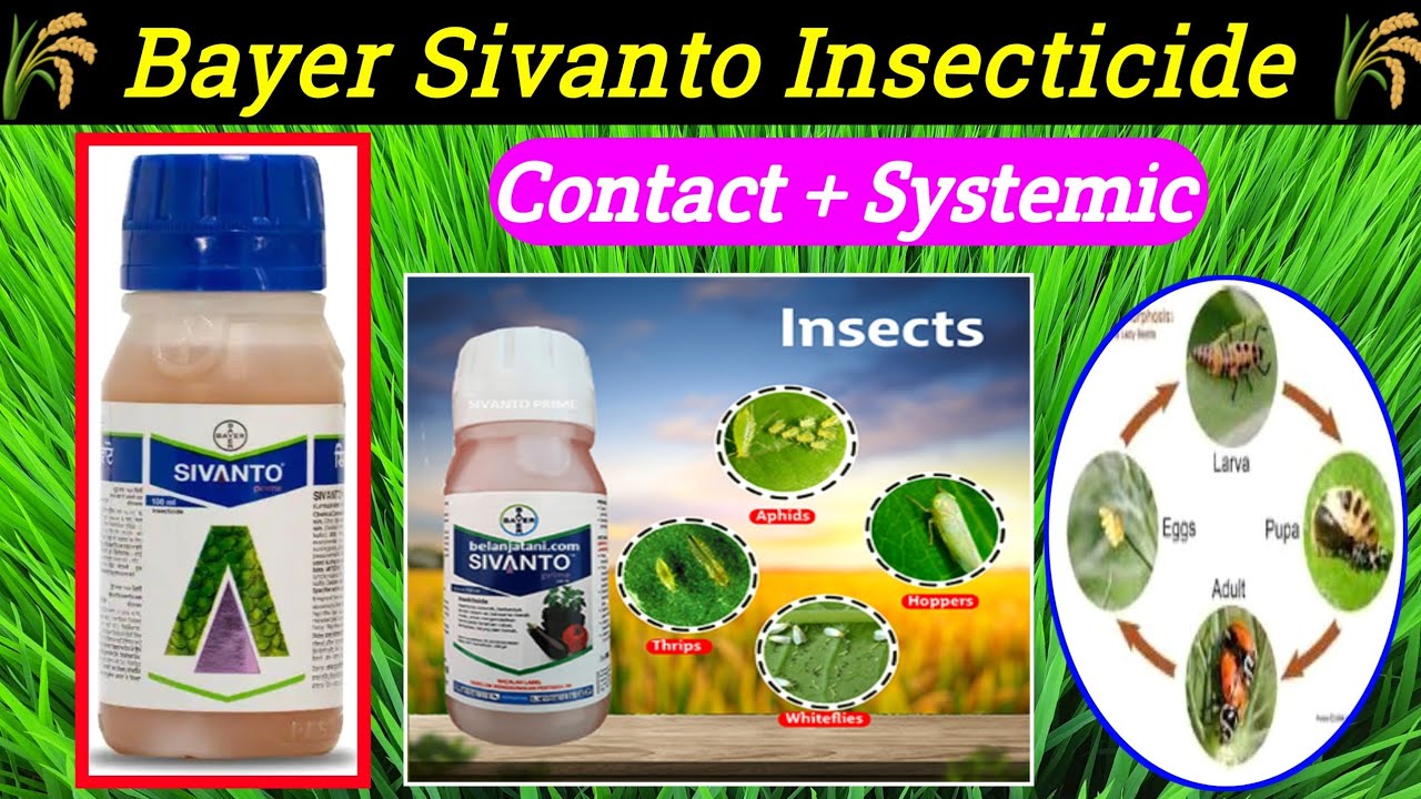 Bayer Sivanto Insecticide|flupyradifurone-17.09%Sl| sivanto insecticide full information hindi