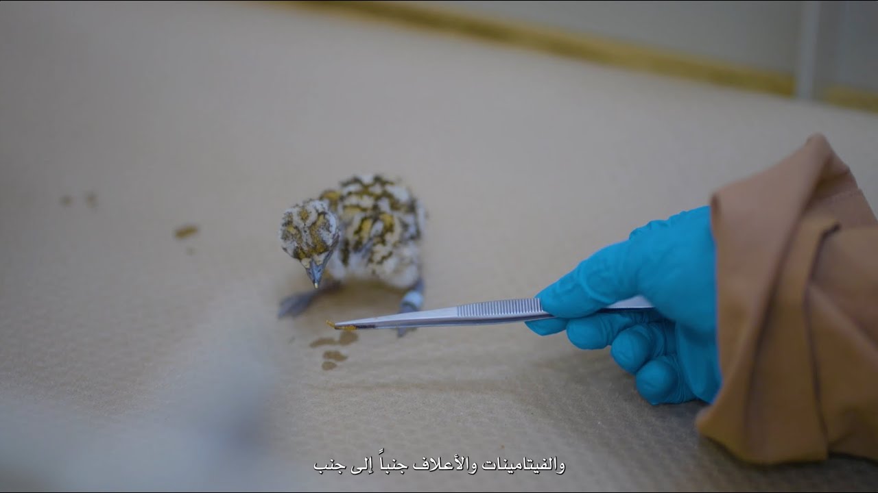 #وثائقي : إكثار الطيور