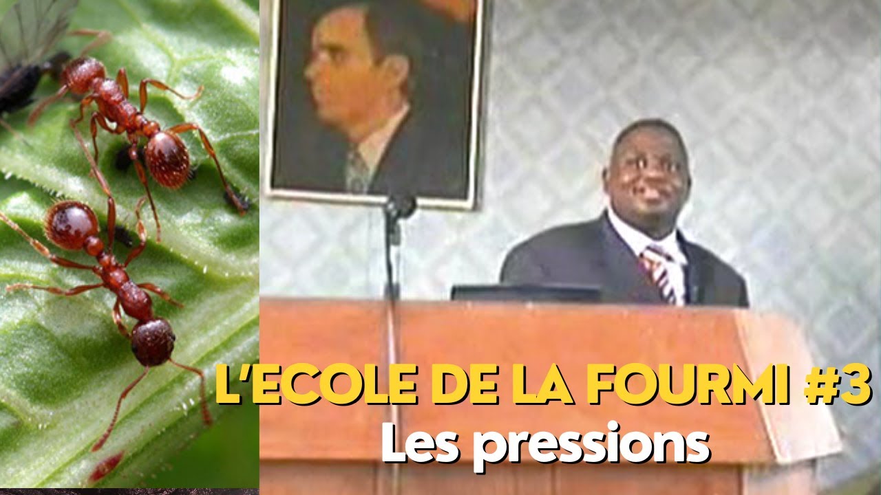 L’ÉCOLE DE LA FOURMI Partie 3/6 - LES PRESSIONS