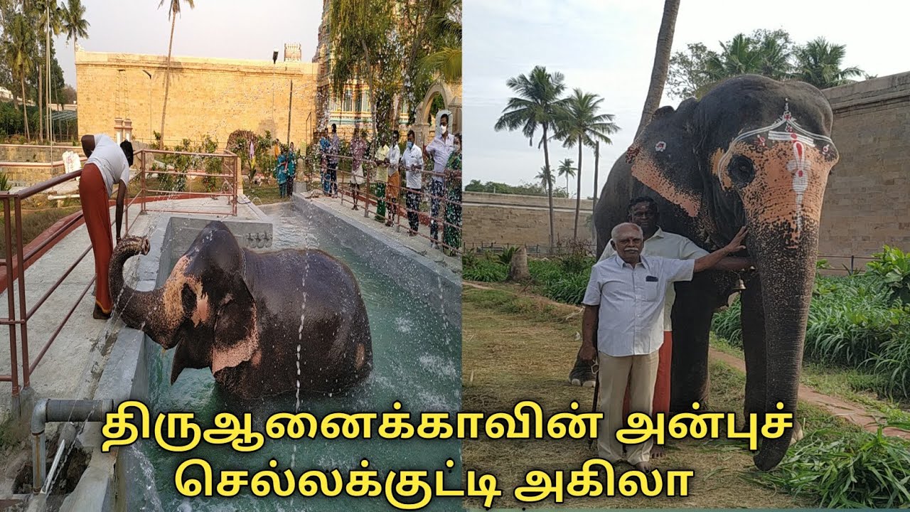 திருஆனைக்காவின்அரசி, அகிலா குட்டியின் அன்றாடப் பணிகள்|| Thiruvanaikovil Akila elephant