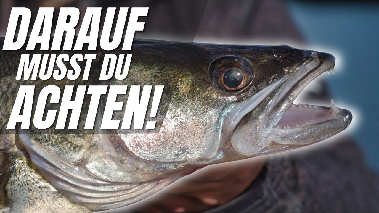 Achte auf die WOHLFÜHLTIEFE! So findest du Zander