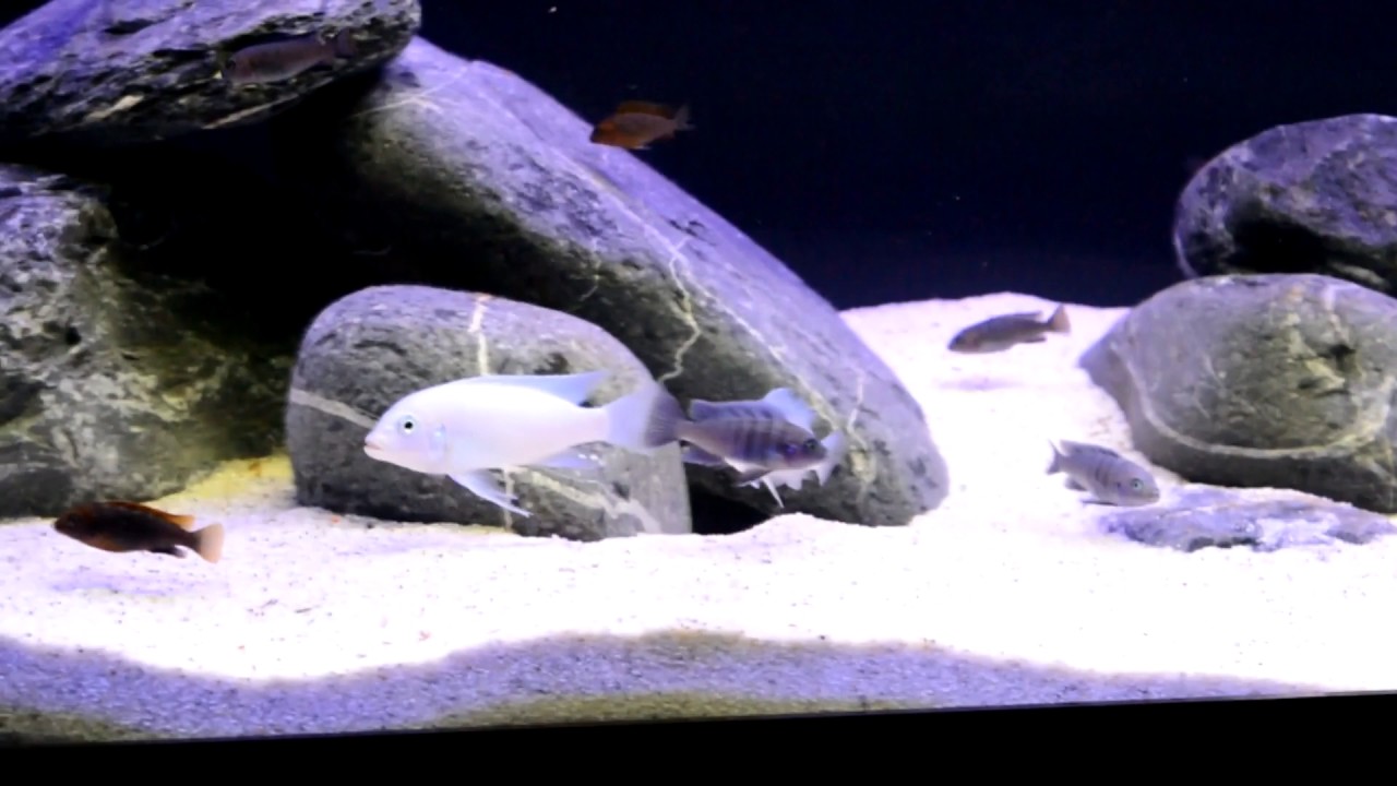 Metriaclima Callainos Sunken Belly