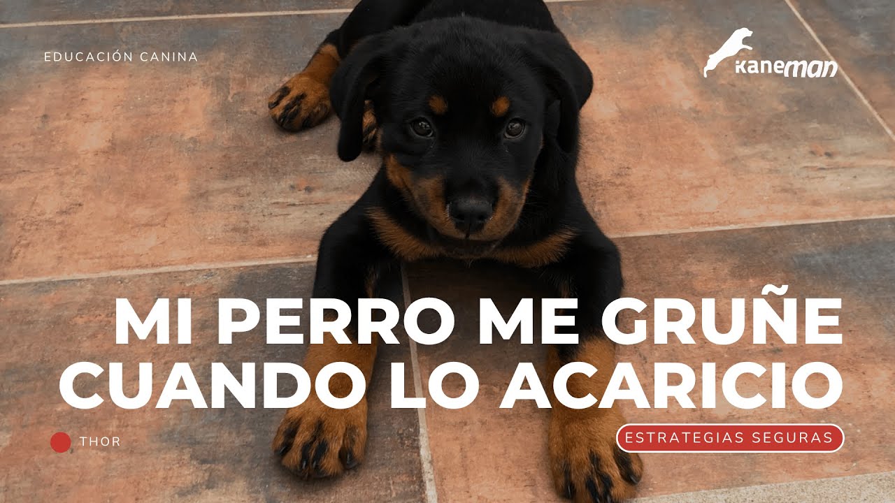 ME GRUÑE CUANDO LO ACARICIO