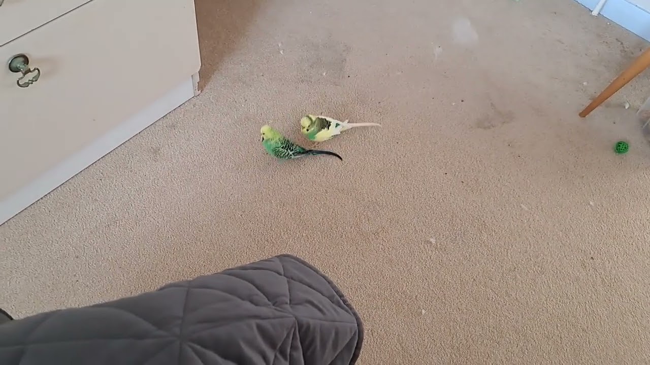 Loric & Berek Quarantine, Pt 4