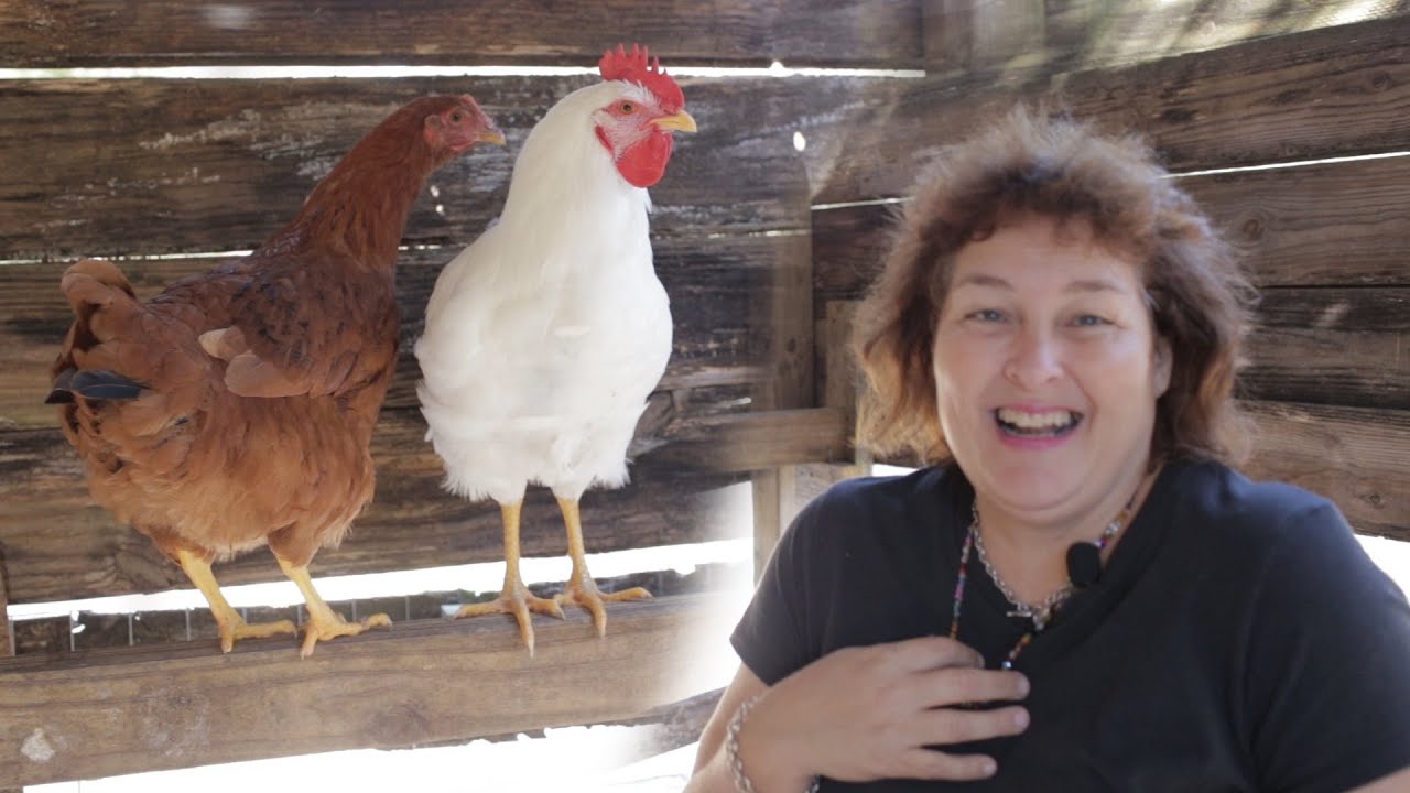 Chickens not laying eggs!! Here's what you can do about it.