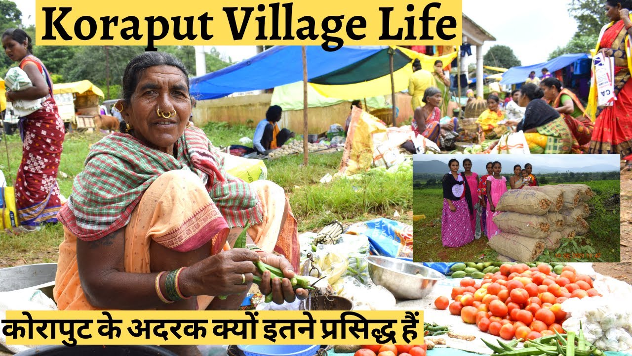 How is the Village Life in KORAPUT | Natural Ginger & Paddy Farming at Koraput