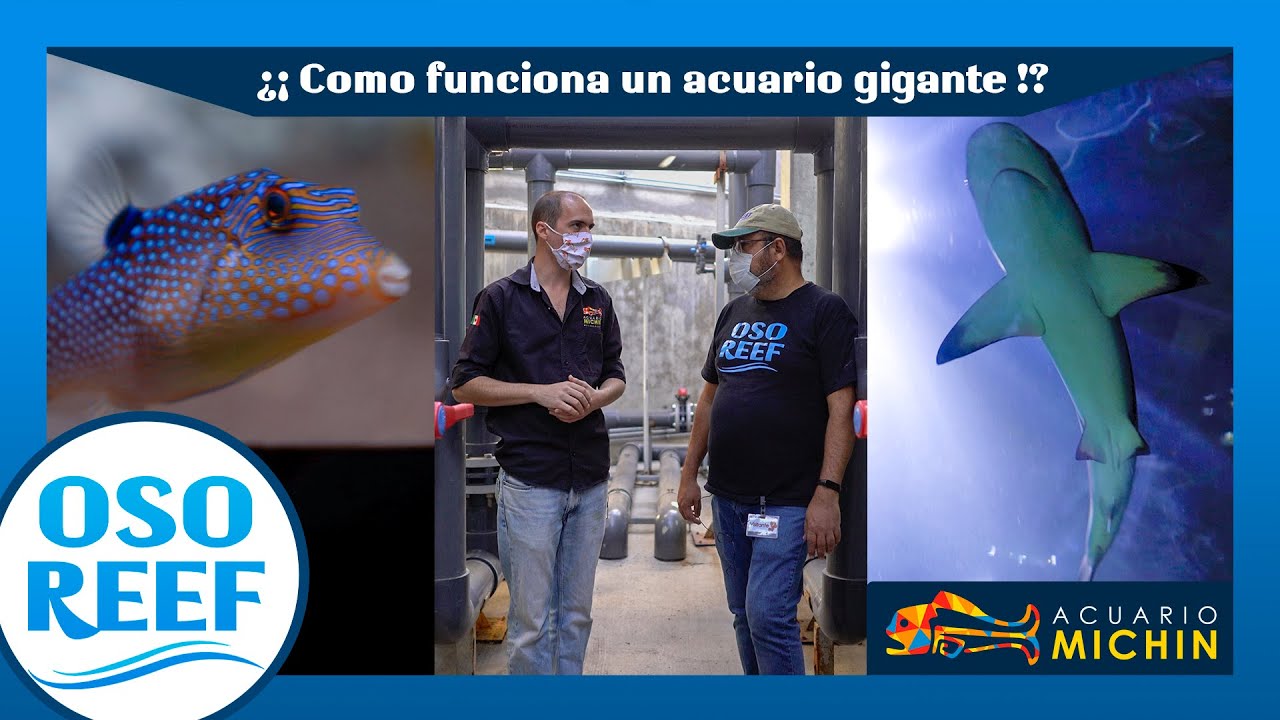 Acuario MICHIN GDL / Visita a fondo!!!