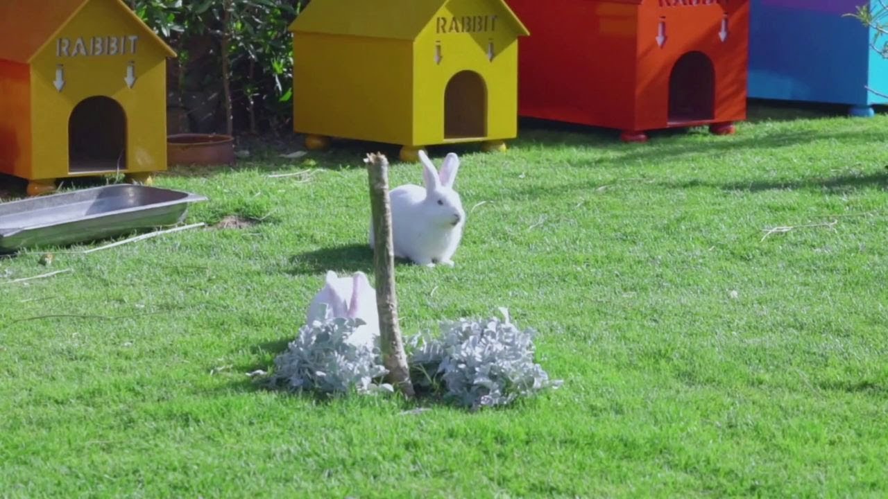 Number Song | Five Little Bunnies | Hello  Baby Nursery Rhymes.