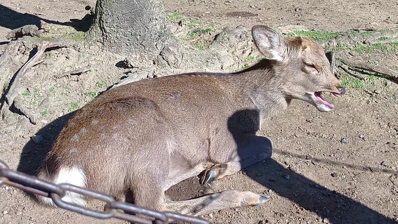 Deer of Nara Park #191 奈良公園の鹿さん
