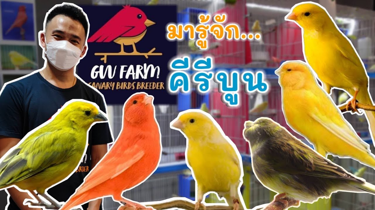 พามารู้จัก คีรีบูน สุดยอดนกนักร้องเสียงไพเราะ By Gw Farm