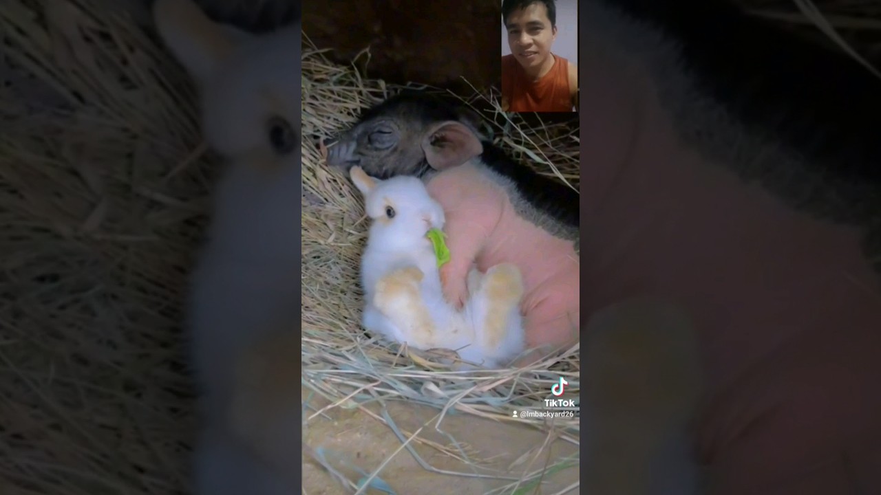 Cute Bunny and Pig sweet sleep. #rabbit #pets #rabbitbunny #piglet