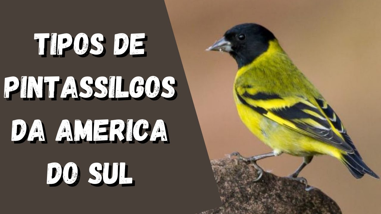 Tipos de Pintassilgos da América do Sul