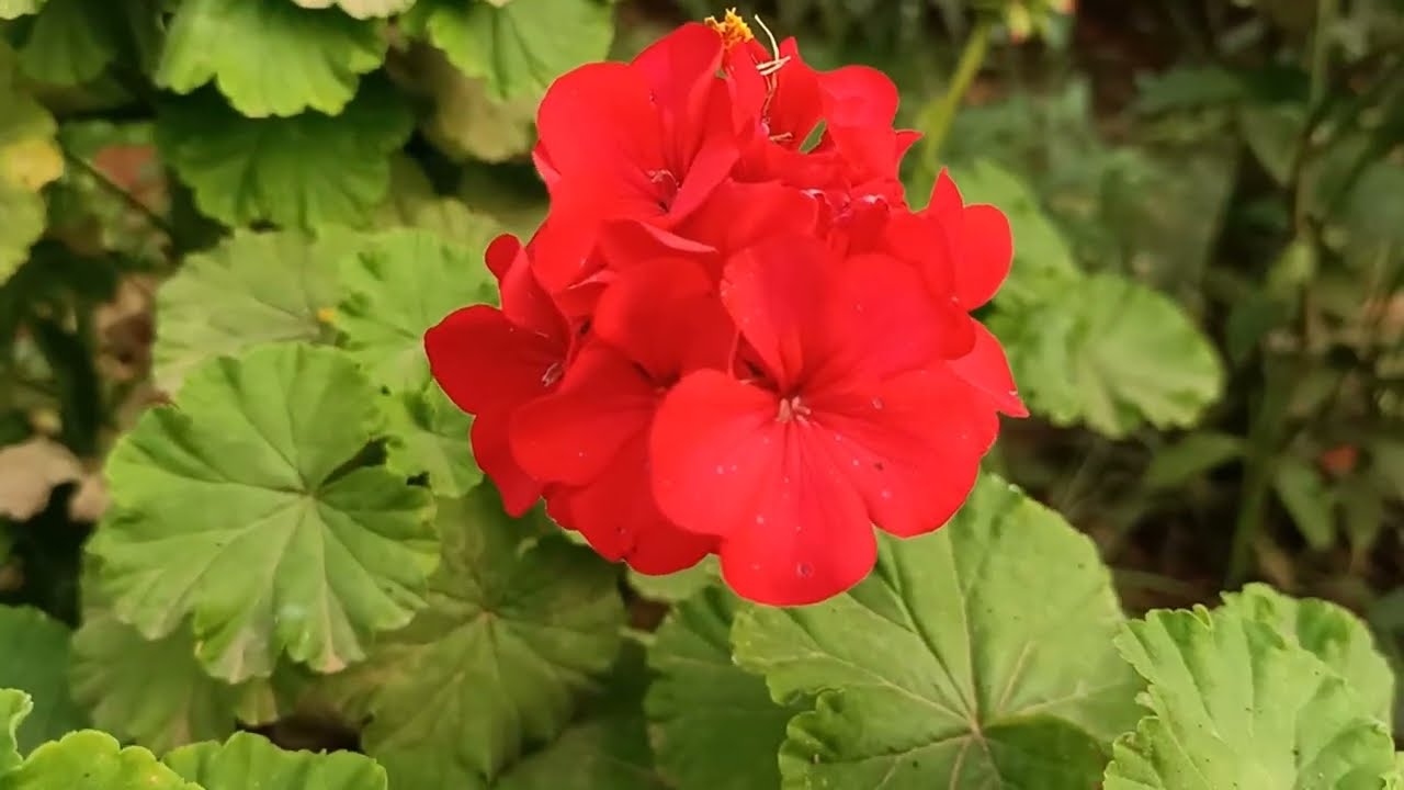 Scarlet Geranium flower plant