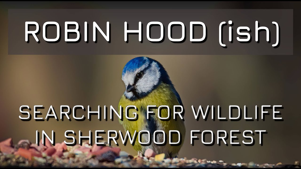 Robin Hood(ish)! Searching for wildlife in Sherwood Forest!