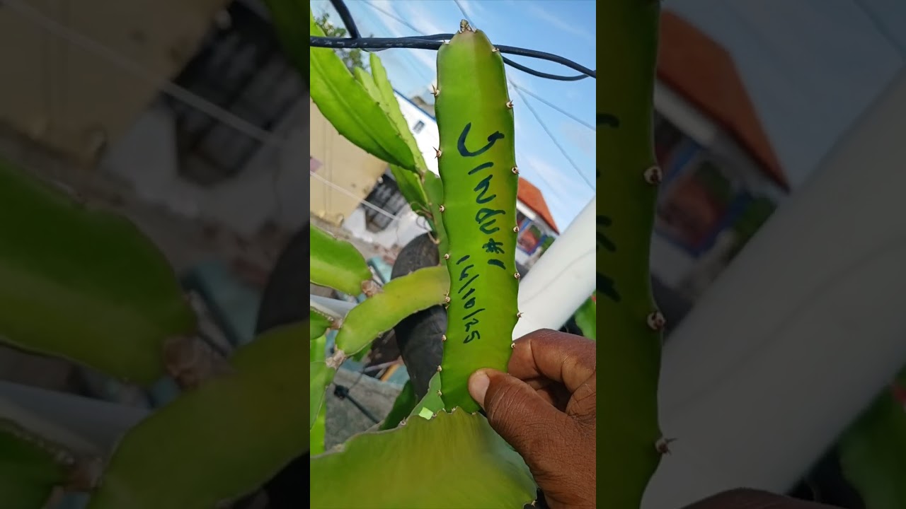 Injerto de pitahaya variedad tesoro y jiindu #1 en planta variedaf golden isis