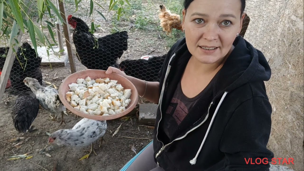 Este buna Pâinea la Găini ? (Brahma Negru herminat deschis Columbia Ameraucana Cochinchina)