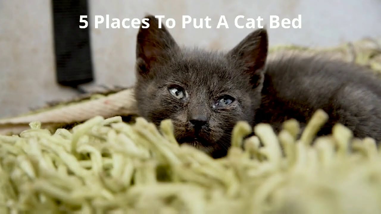 5 Places To Put A Cat Bed