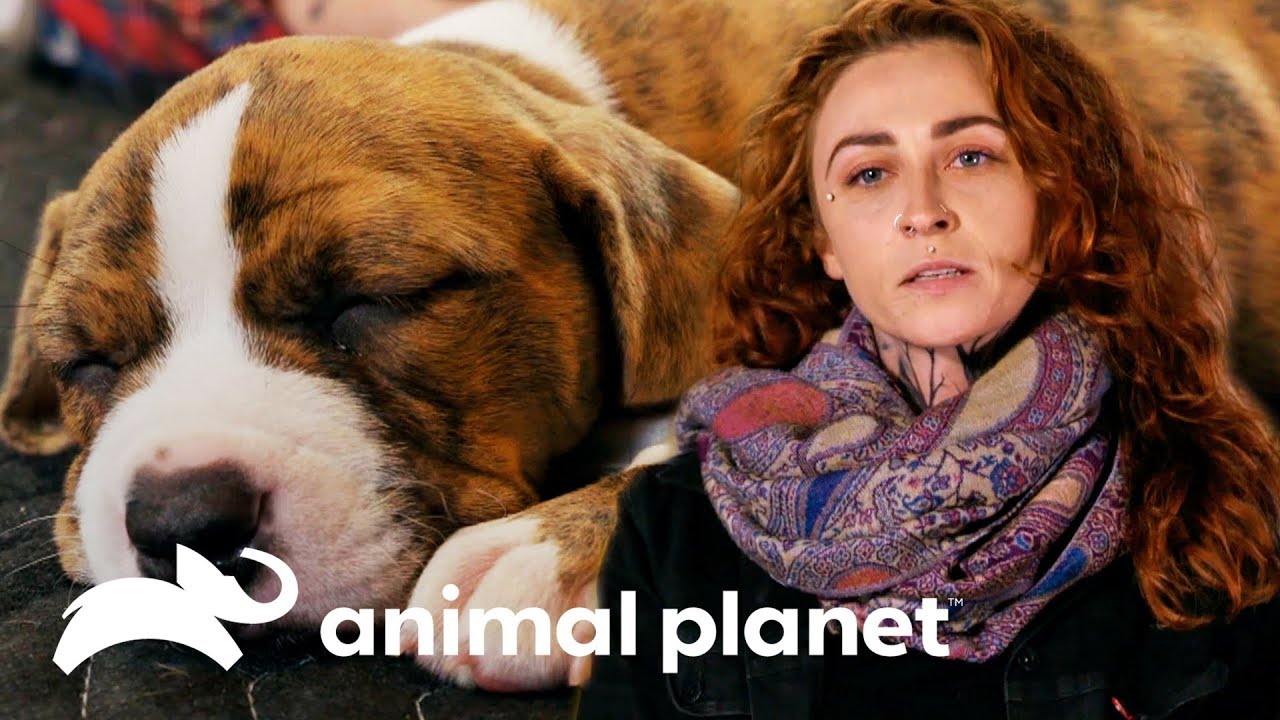 O que é a síndrome do cão nadador? | Pit bulls e condenados | Animal Planet Brasil