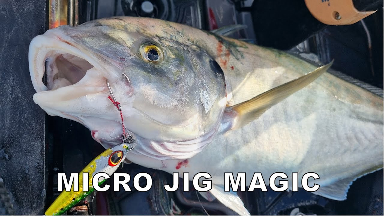 Some of the best early summer fishing with micro jigs