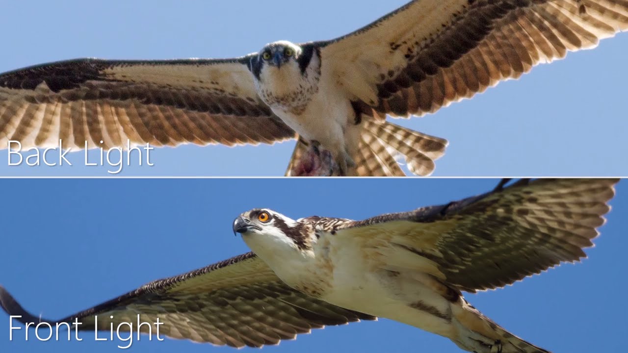 Wildlife Photography Tips