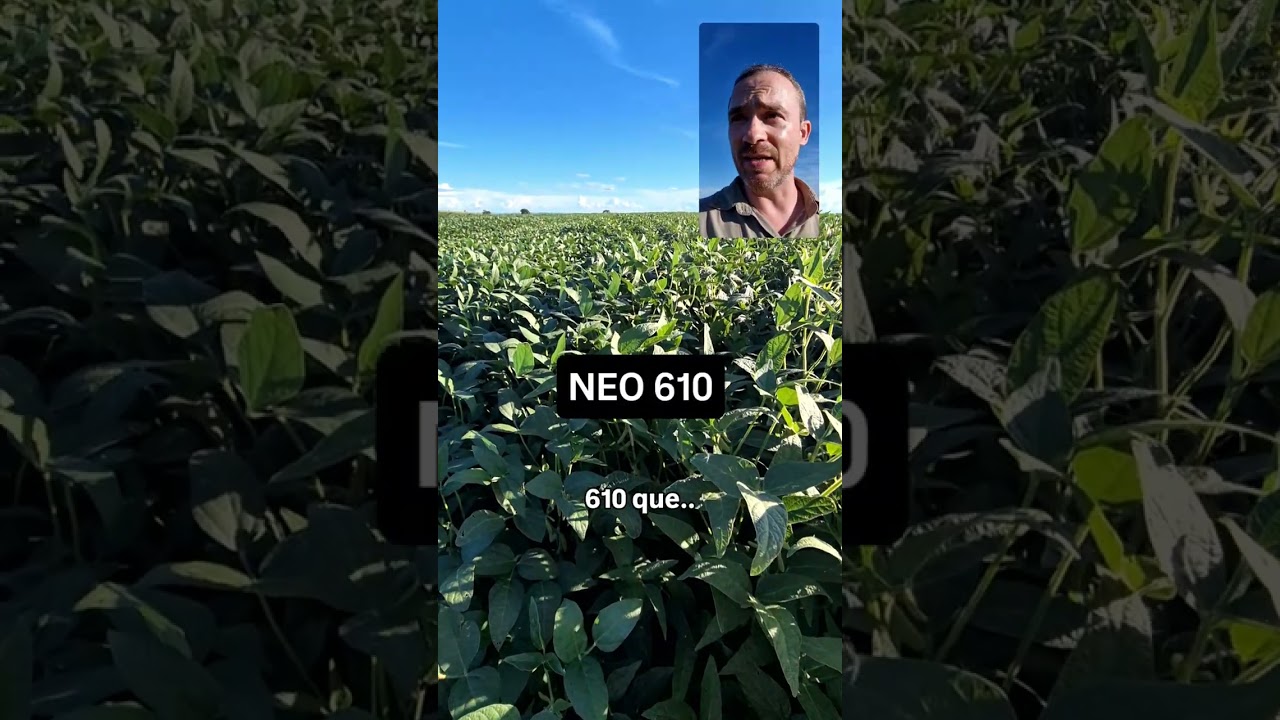 Escolha da cultivar de soja: por que testar é essencial? 🌱