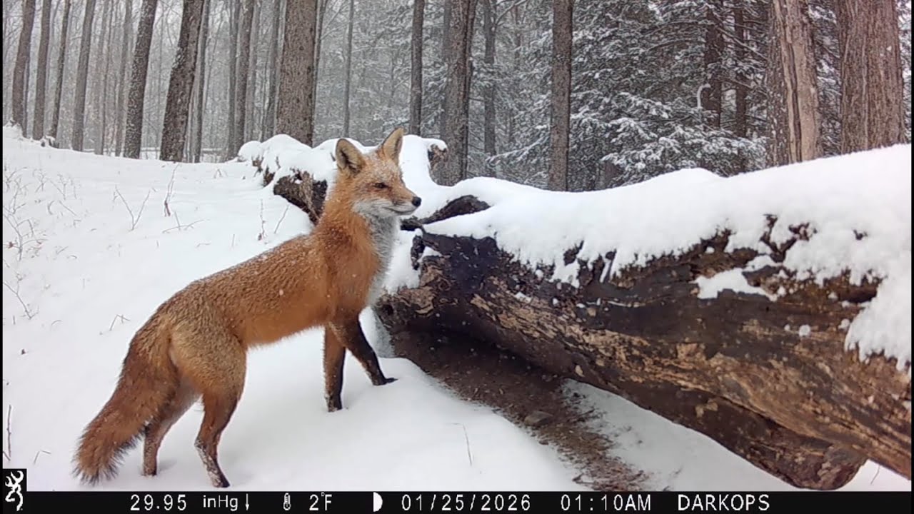 Wildlife Upstate New York. Winter survival.#wildlife #winter #snow #predator  #upstateny 