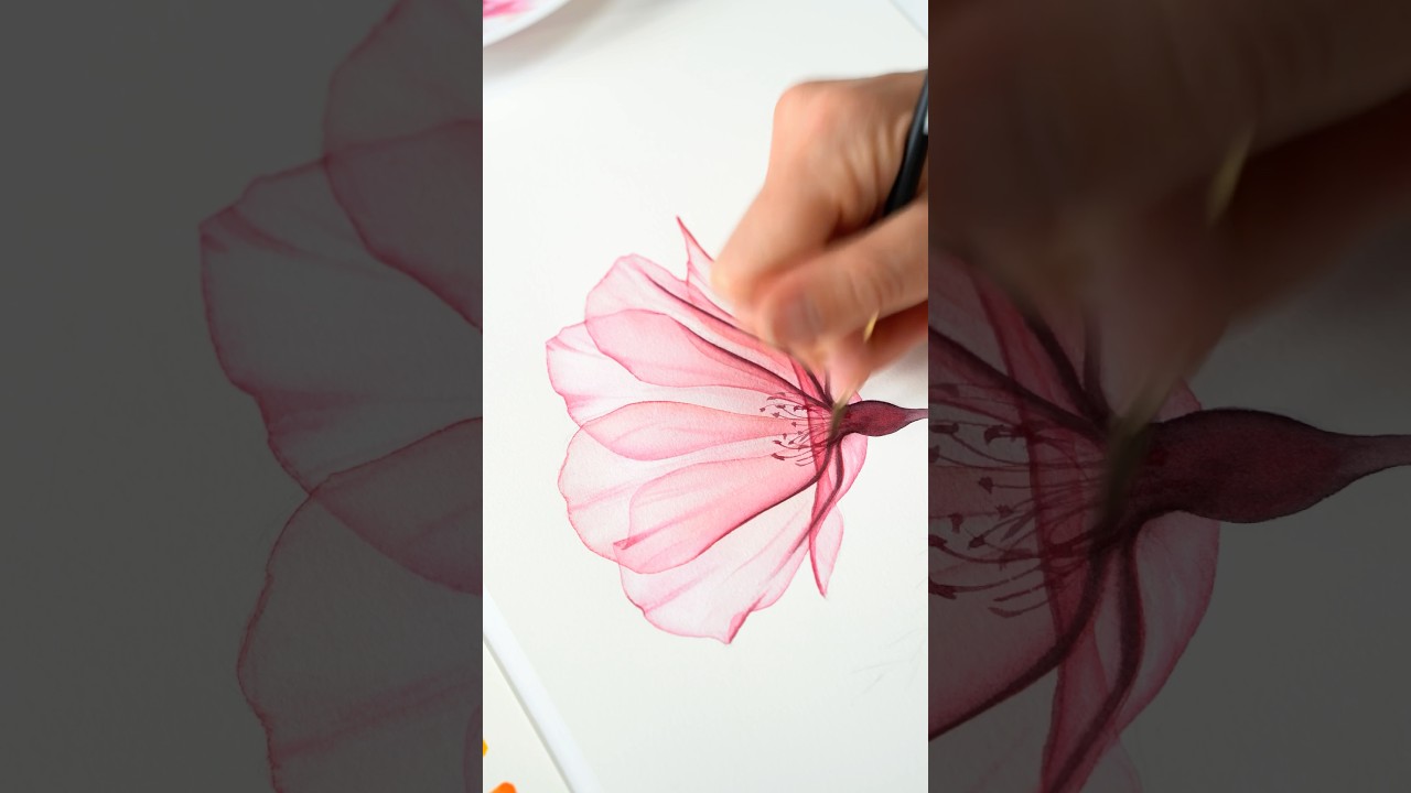 I painted this Rose using just 4 colours! #Transparent #flowers are easier to #paint than you think!
