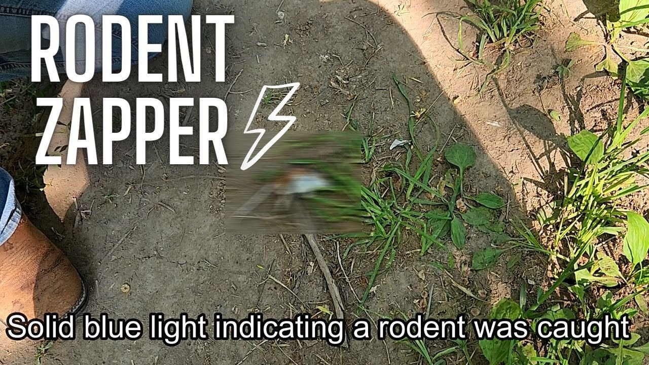 I have caught 3 mice with this electronic rodent zapper!