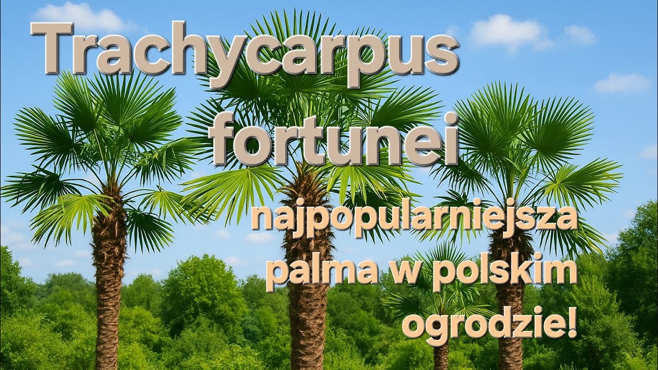 #1 Trachycarpus fortunei - charakterystyka, uprawa, zalety