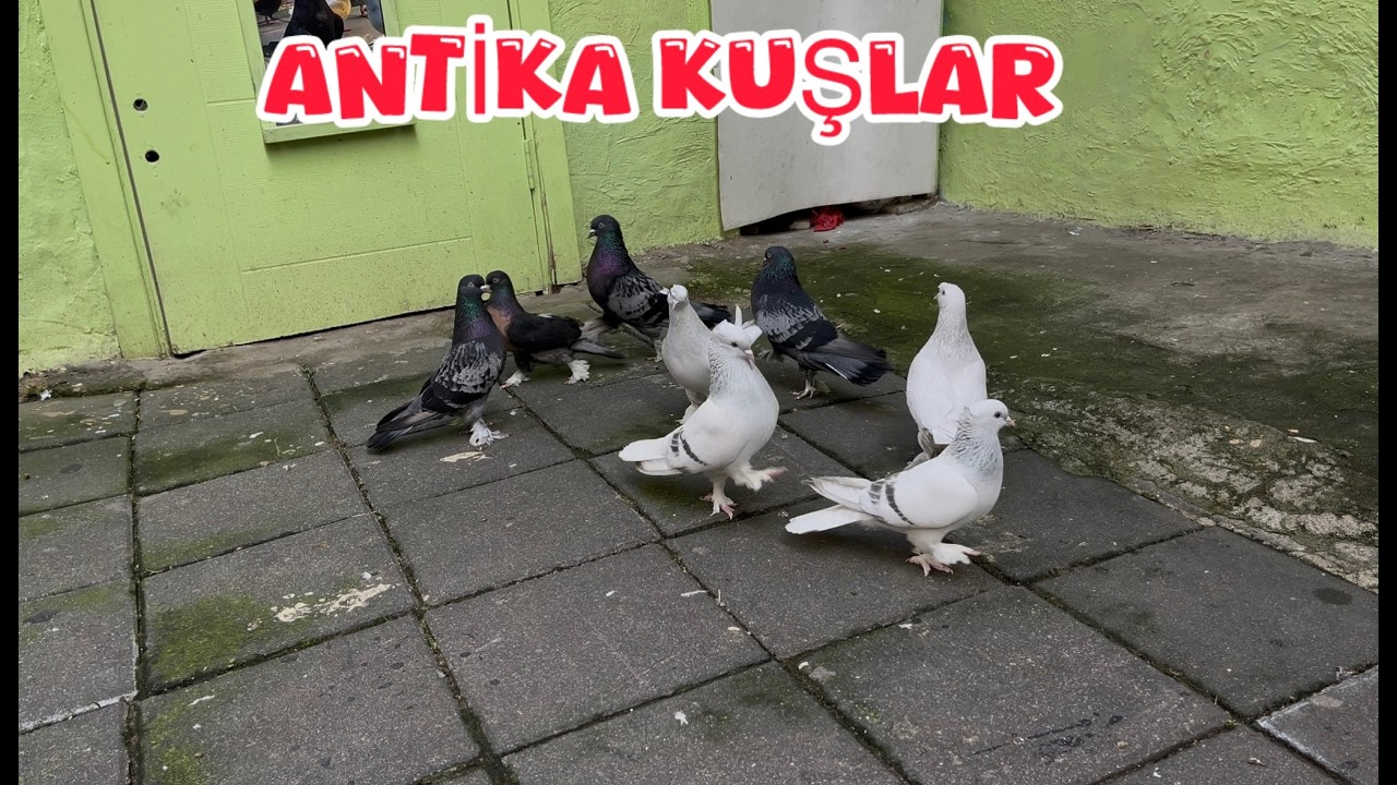 ANTİKA MARDİN KULARI EŞE ATTIK ( HEPSİ DİŞİ KOVALIYOR )
