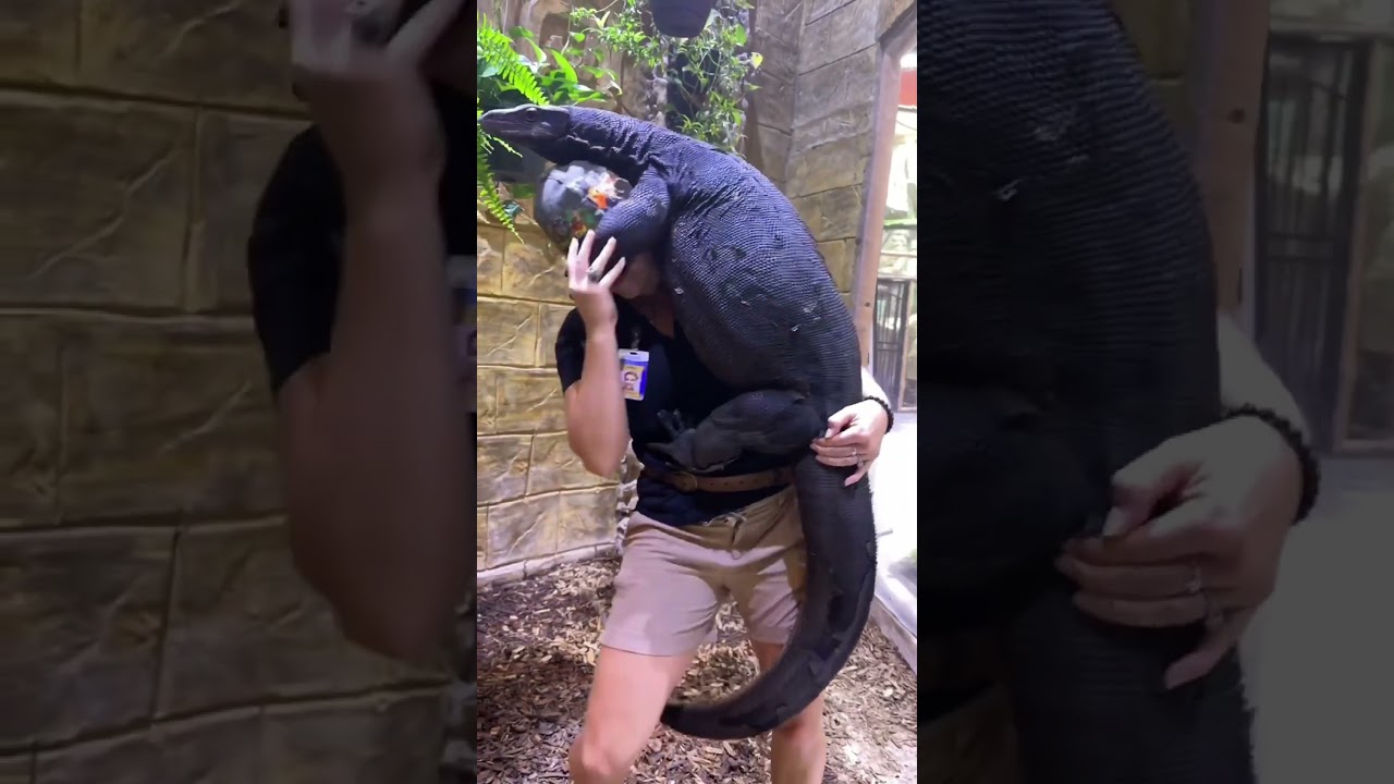 El drag&oacute;n de la era moderna un Varano salvator black drag&oacute;n que no te intimide son un amor