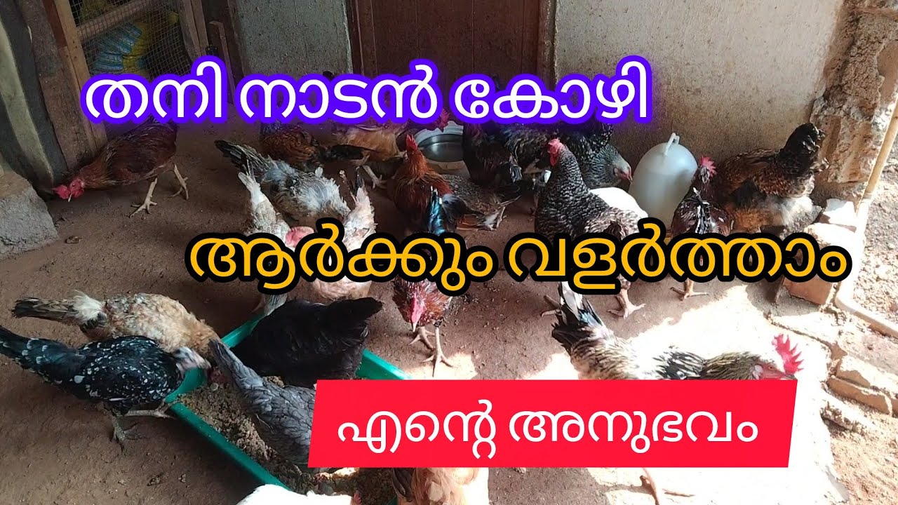 നാടൻ കോഴി വളർത്തൽ. എന്റെ അനുഭവം #vairal vedio #HAMDAN Vlogs