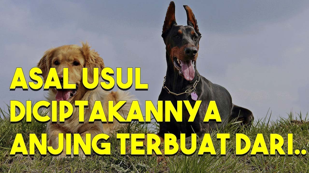 BANYAK YG BELUM TAHU.! Ternyata Anjing Diciptakan Dari ....