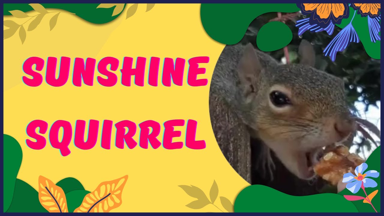 Squirrel Snacking in the Sun